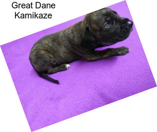 Great Dane Kamikaze