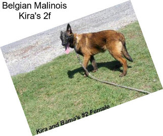 Belgian Malinois Kira\'s 2f