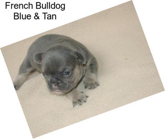 French Bulldog Blue & Tan