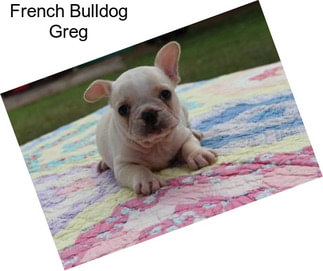 French Bulldog Greg