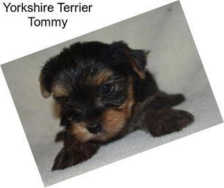 Yorkshire Terrier Tommy