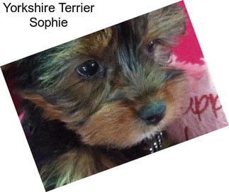 Yorkshire Terrier Sophie