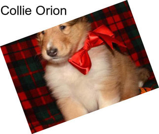 Collie Orion