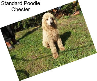 Standard Poodle Chester