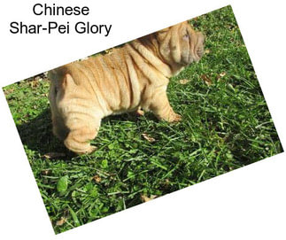 Chinese Shar-Pei Glory