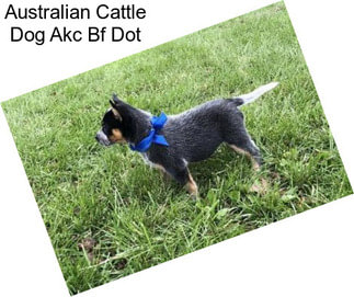 Australian Cattle Dog Akc Bf Dot
