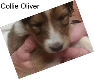 Collie Oliver