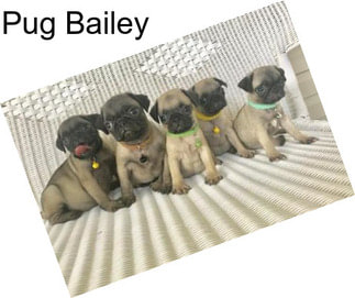 Pug Bailey