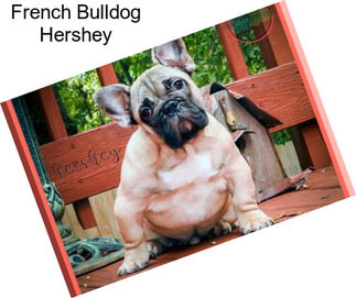 French Bulldog Hershey