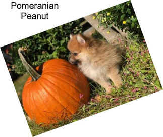 Pomeranian Peanut
