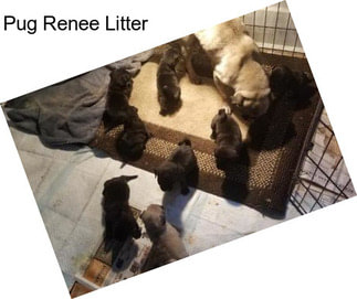 Pug Renee Litter