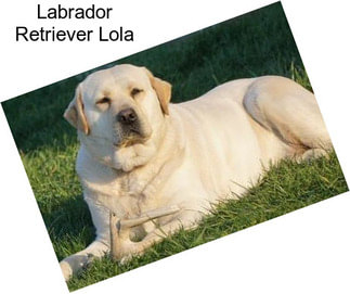 Labrador Retriever Lola