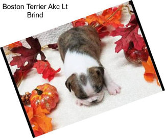 Boston Terrier Akc Lt Brind