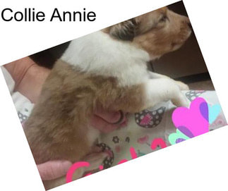 Collie Annie
