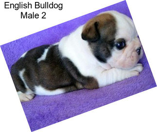 English Bulldog Male 2