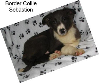 Border Collie Sebastion