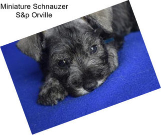 Miniature Schnauzer S&p Orville