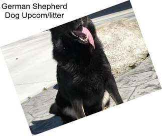 German Shepherd Dog Upcom/litter