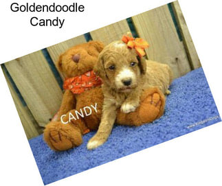 Goldendoodle Candy