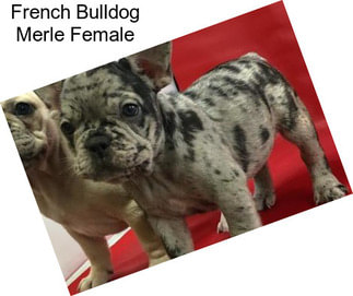 French Bulldog Merle Female