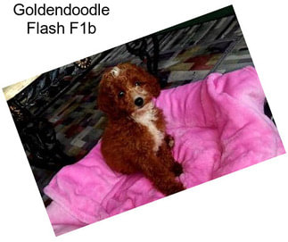 Goldendoodle Flash F1b