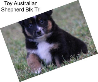 Toy Australian Shepherd Blk Tri