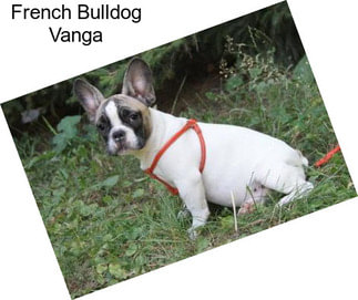 French Bulldog Vanga