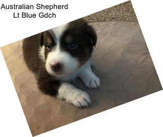 Australian Shepherd Lt Blue Gdch