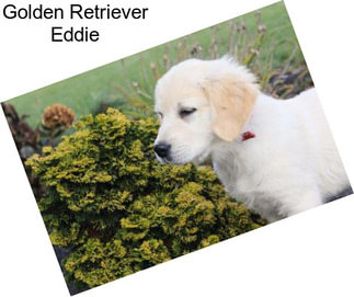 Golden Retriever Eddie