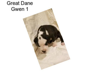 Great Dane Gwen 1