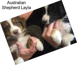 Australian Shepherd Layla