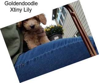 Goldendoodle Xtiny Lily