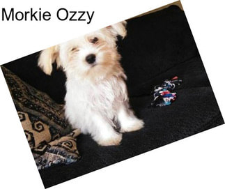 Morkie Ozzy