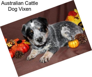 Australian Cattle Dog Vixen