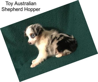 Toy Australian Shepherd Hopper