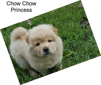 Chow Chow Princess