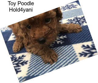 Toy Poodle Hold4yani