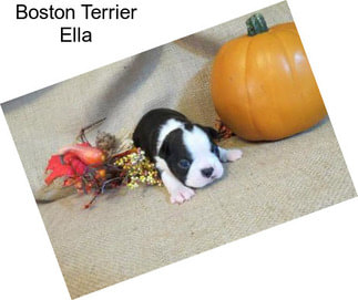 Boston Terrier Ella