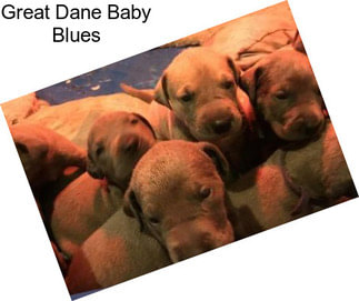 Great Dane Baby Blues