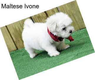 Maltese Ivone