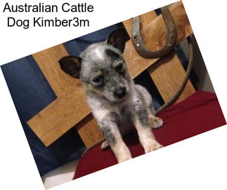 Australian Cattle Dog Kimber3m