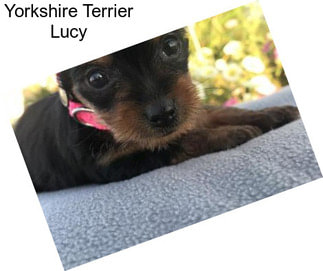 Yorkshire Terrier Lucy