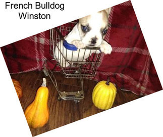French Bulldog Winston