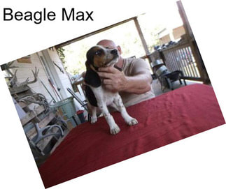 Beagle Max