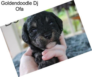 Goldendoodle Dj Ofa