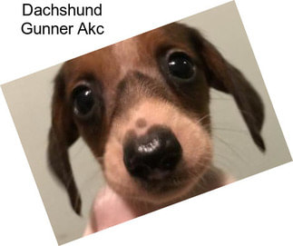 Dachshund Gunner Akc