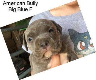 American Bully Big Blue F
