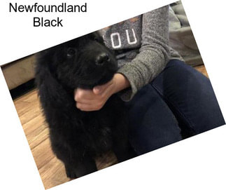 Newfoundland Black