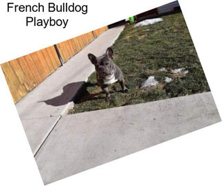 French Bulldog Playboy