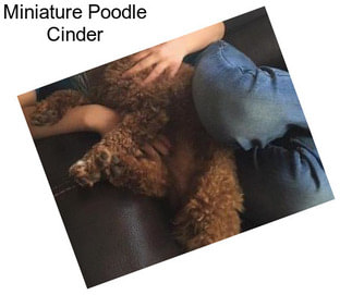 Miniature Poodle Cinder